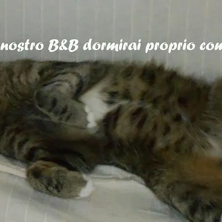 I Tetti Di 4* ساساري