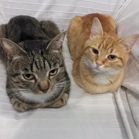 I Tetti Di ベッド・アンド・ブレックファスト 4*